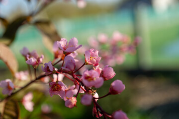 Obraz premium Close up of pink flowers blooming on a tree branch