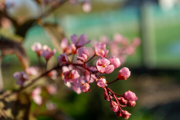 Macro photography of a pink blossom on a tree branch