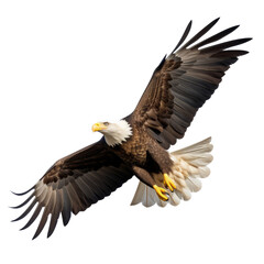 Flying eagle isolated on transparent background PNG cut out.