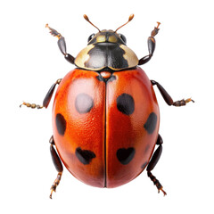 Red ladybug isolated on Transparent background.
