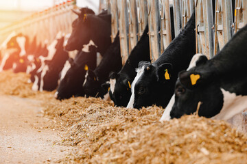 Herd of cows eating hay in cowshed on dairy farm with sunlight. Concept banner agriculture...