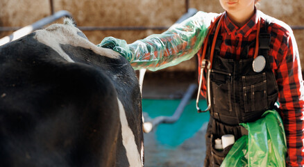 Vet rectal examination on cow, Veterinarian doctor with stethoscope and disposable gloves. Concept...
