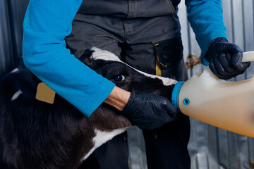 Woman young veterinarian feeds colostrum milk to newborn calf. Cow farm industry concept