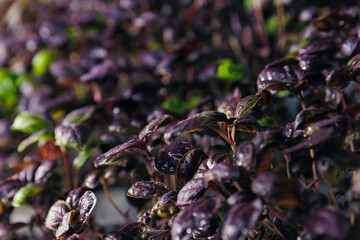 Fresh eco basil are growing in indoor vertical farm with led lights. Sustainable hydroponic agriculture for future food