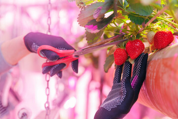 Worker harvesting strawberries on vertical hydroponic farm in greenhouse plants, led violet lights