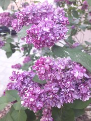 flowers in the garden