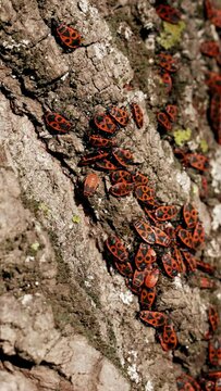Red bedbug soldiers look for food in thick bark of old tree growing in city park. Accumulation of wild insects spreading on wood close view Vertical footage.