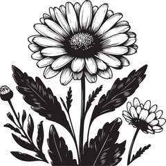 black and white daisy
