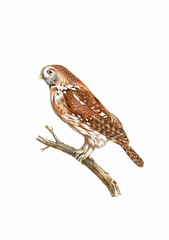 Vintage inspired bird illustration