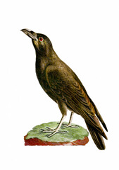 Vintage inspired bird illustration