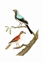 Vintage inspired bird illustration