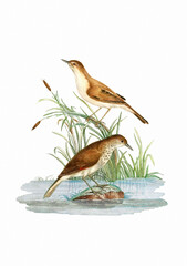 Vintage inspired bird illustration