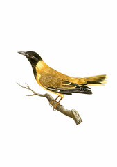Vintage inspired bird illustration