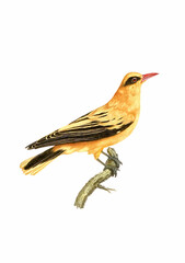 Naklejka premium Vintage inspired bird illustration