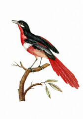 Vintage inspired bird illustration