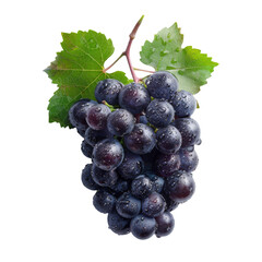 Bunch of Grapes Ripe and Ready: The Allure of Fresh Grapes