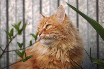 A portrait of a ginger cat looking into the distance. Close up.