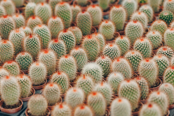 Obraz premium Gardening shop, greenhouse cactus plant nursery for garden decoration. Business for sale and selection of shrubs, botanical trees