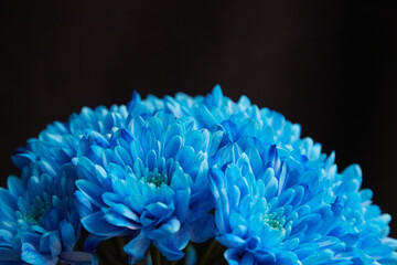 Blue chrysanthemum flowers in bright light on black background , bouquet of blue flowers on black background