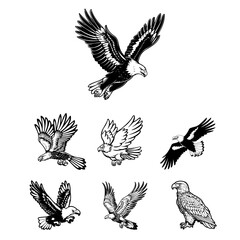 Obraz premium Graceful Bird Symbol Clean and Refined Eagle Logo