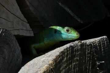 Ramarro