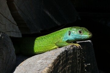 Ramarro