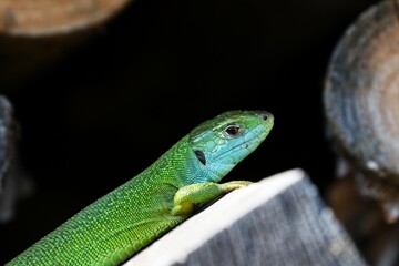 Ramarro