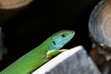 Ramarro