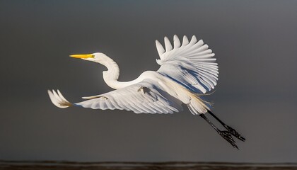 the great egret ardea alba in flight this bird also known as the common egret large egret or great white egret or great white heron - Powered by Adobe