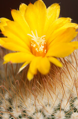 Flowering cactus Parodia , closeup, local focus