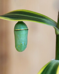 Green monarch butterfly chrysalis newly formed with a gold and black band is hanging from a green leaf against a pale peach colored background.