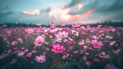 endless field of delicate cosmos flowers stretching to horizon landscape photography