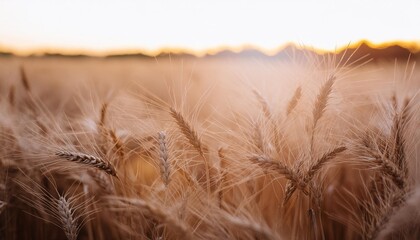 golden ears of wheat in the field at sunset nature background