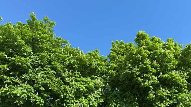 Chestnut tree branches against sky