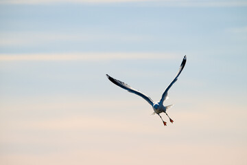 Herring gull Larus argentatus fishing in a small bay.