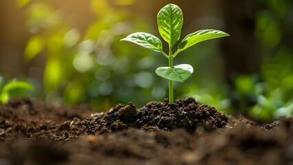 Nurturing Growth and Sustainability: A Young Plant Emerging from Soil. Concept Botanical Photography, Nature's Resilience, Green Rebirth, Eco-Friendly Concepts