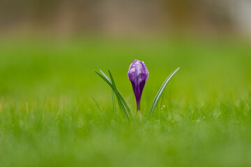 Lonely purple crocus on a lawn in early spring.