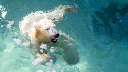 The polar bear is swimming.