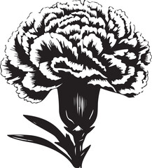 Carnation Illustration