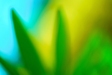 Healing colors abstract defocused leaves nature blue and green background. Calming colors for spring and summer. 