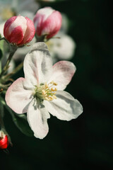 Blooming apple tree flowers on twig