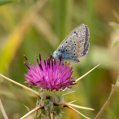 A Common Blue Butterfly