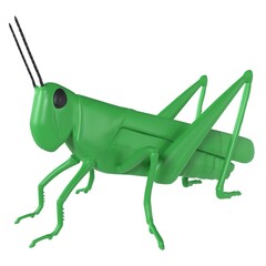 Criquet isolated on white background