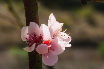 Springtime Blossom Close-Up