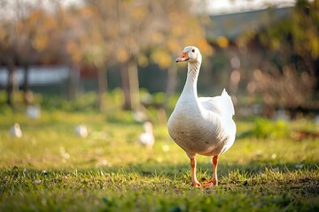 Lonely goose on a pasture for a walk