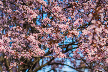 Selective focus of beautiful branches of pink Cherry blossom on the tree under blue sky, Beautiful Sakura flowers during spring season in the park, Nature floral background with copy space. Blooming