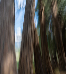 Impressionistic Photo of Cedar Trees, Yosemite Valley