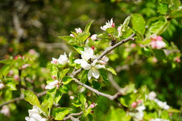 Spring white flowers in bloom on the tree