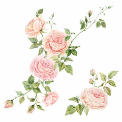 Beautiful summer floral set with watercolor hand drawn rose flower illustrations. Natural floral print with roses. Stock illustration. Surface background and wallpaper design.