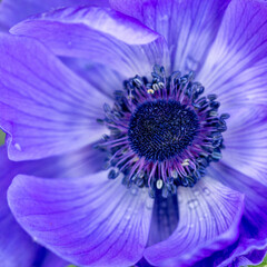 Obraz premium Adorable blue anemones in the summer garden. Floriculture, landscape design.